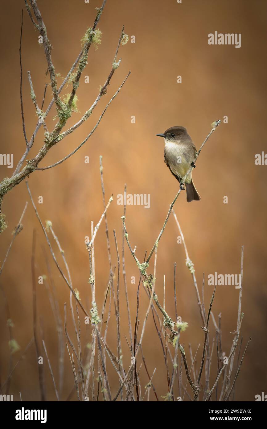 Pretty birds hi-res stock photography and images - Alamy