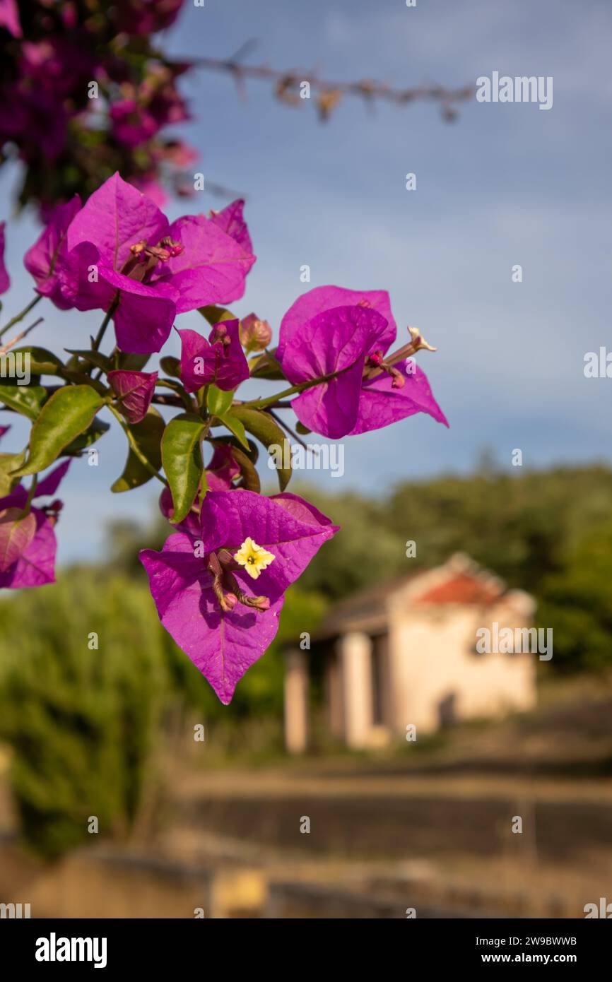 Fresh blossom of bougainvillea, bright pink color. Old building in a park in the background. Spring in north of island Corfu, Greece. Stock Photo