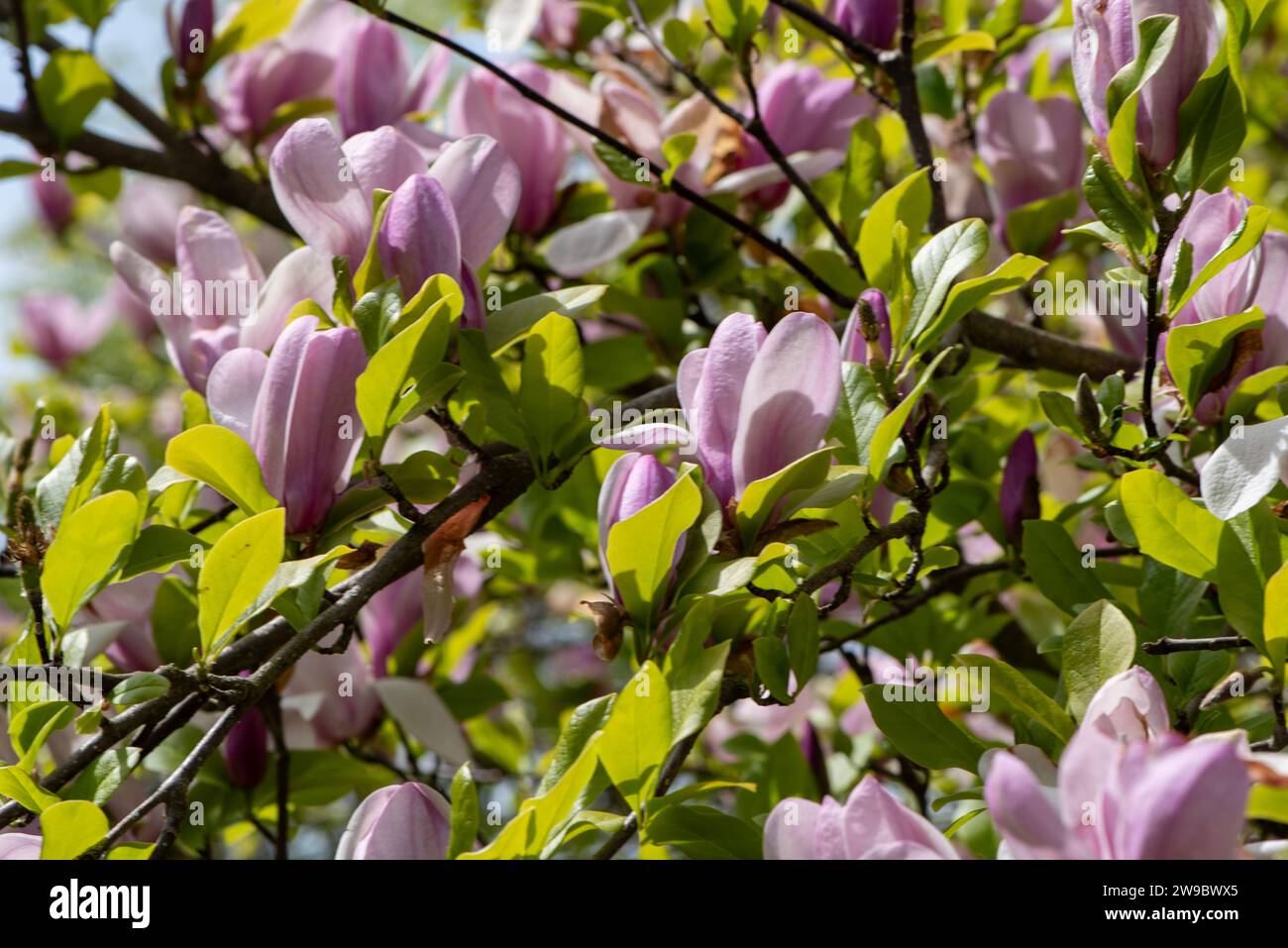 pink magnolia tree blossoms Stock Photo