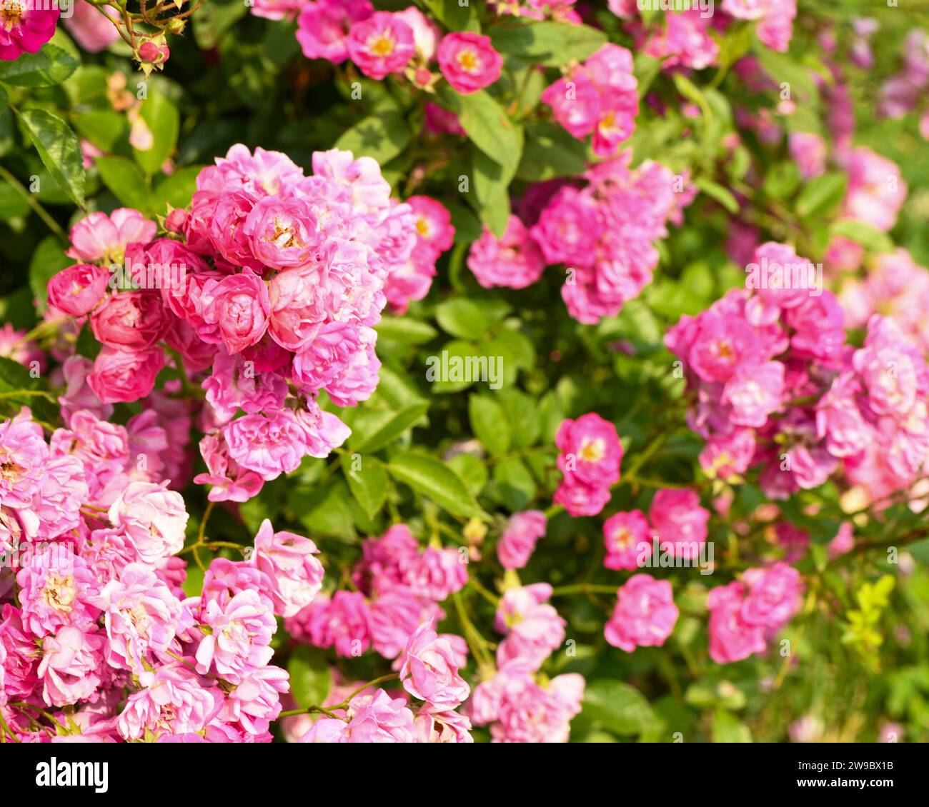 Clusters of rocks hi-res stock photography and images - Alamy