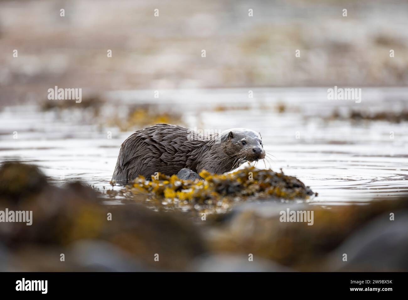 Young European otter (Lutra lutra) fishing in a Scottish Loch Stock Photo