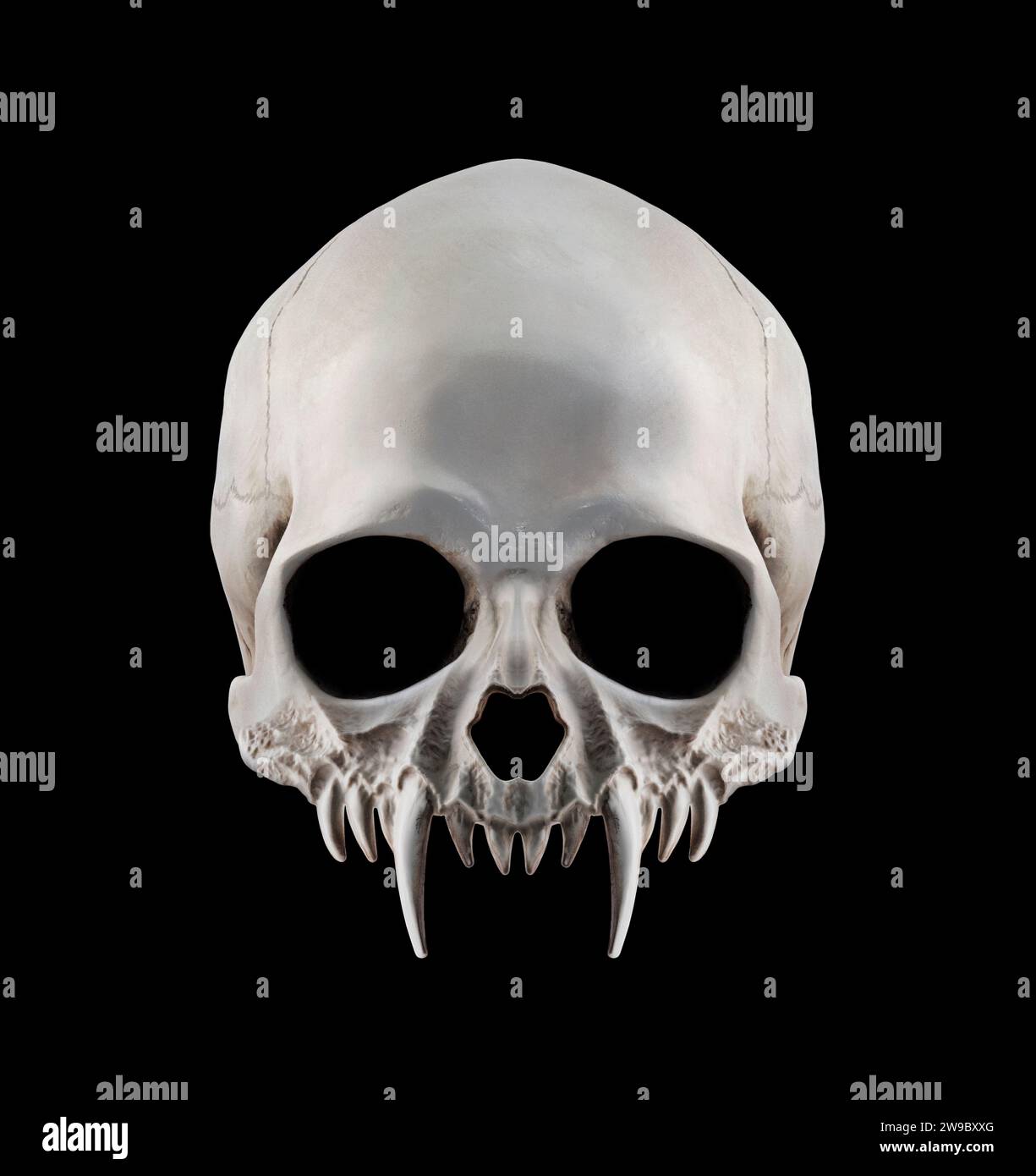 Vampire skull with long fangs isolated on black background Stock Photo