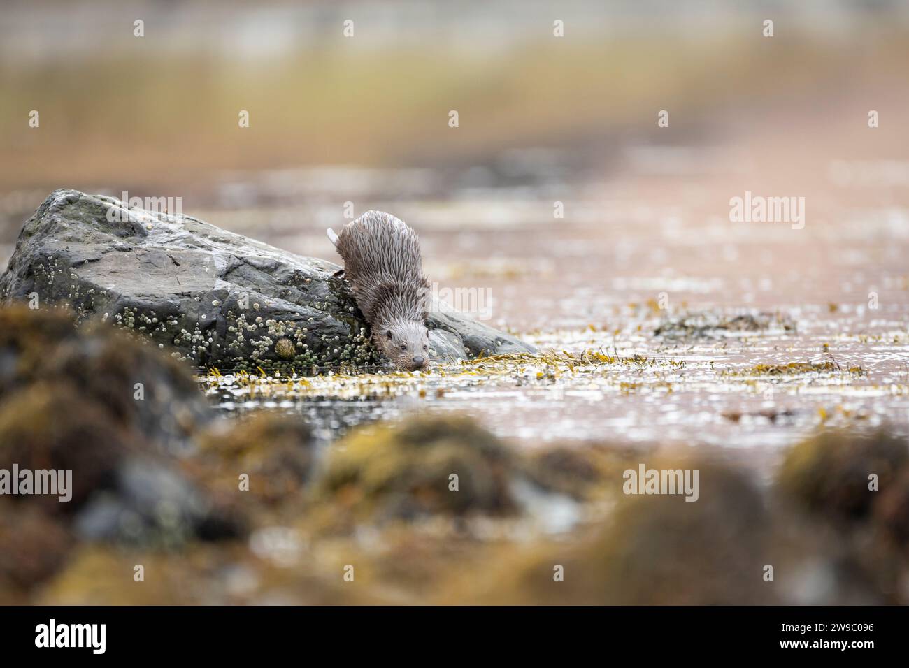 European otter (Lutra lutra) fishing in a Scottish Loch Stock Photo