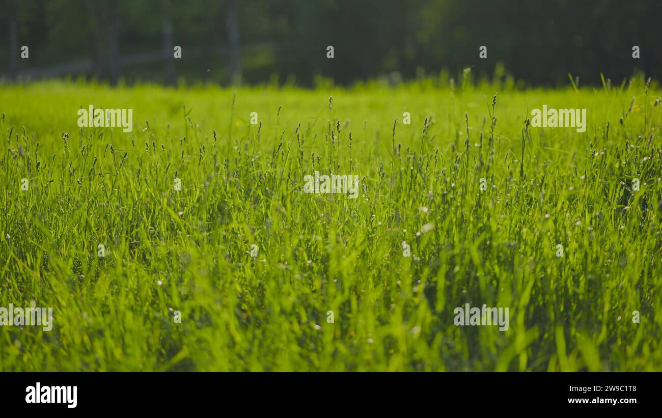 Beautiful meadow field with fresh grass and yellow dandelion flowers in ...