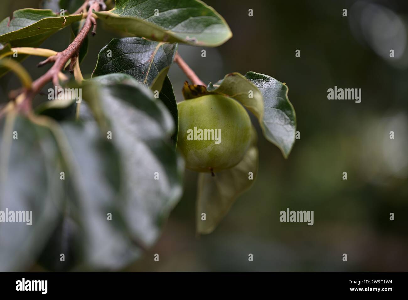 Beauty of nature - green leaves and flowers Stock Photo