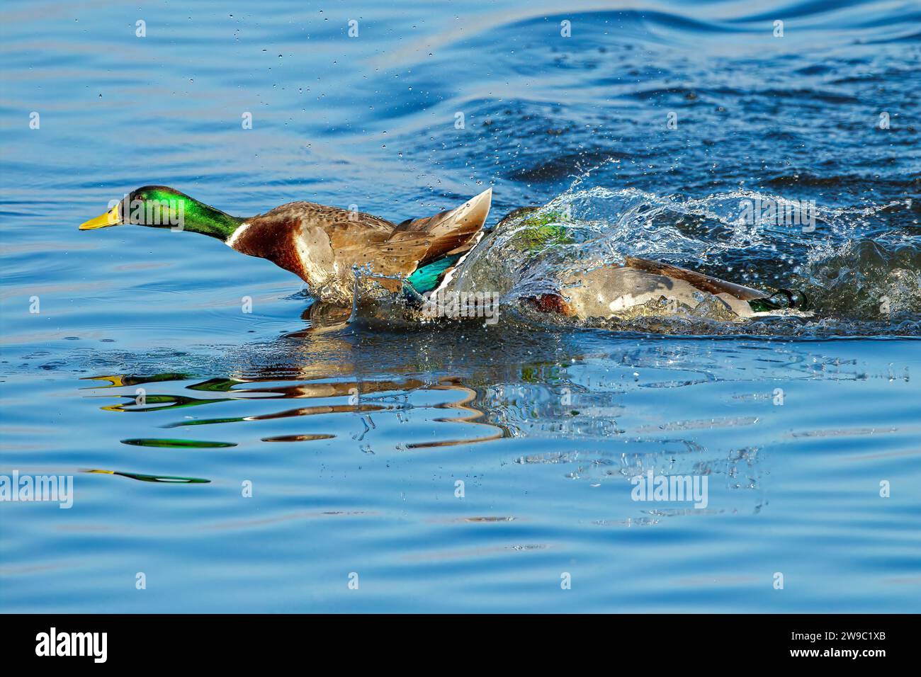 Mallard Ducks fighting with splashing water Stock Photo