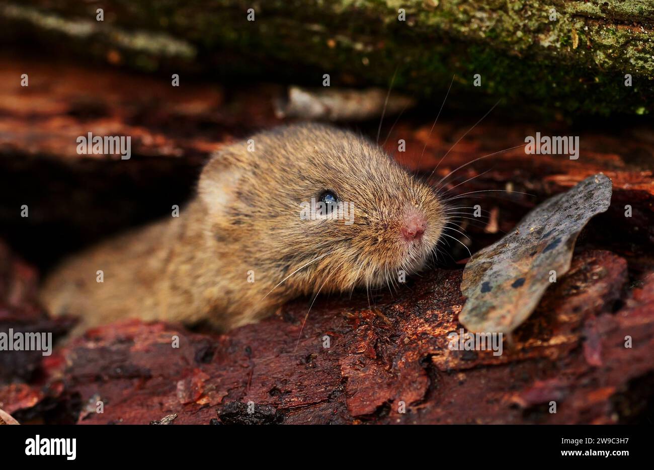 Berlin, Germany. 26th Dec, 2023. 26.12.2023, Berlin. A bank vole (Myodes glareolus) sits between pieces of bark under a fallen tree on a December day in Grunewald. The cute rodents look very cute, but are unfortunately also disease carriers. In the case of the fox tapeworm, their role as an intermediate host is problematic. In the case of hantavirus, they are even considered to be the main pathogens. Credit: Wolfram Steinberg/dpa Credit: Wolfram Steinberg/dpa/Alamy Live News Stock Photo