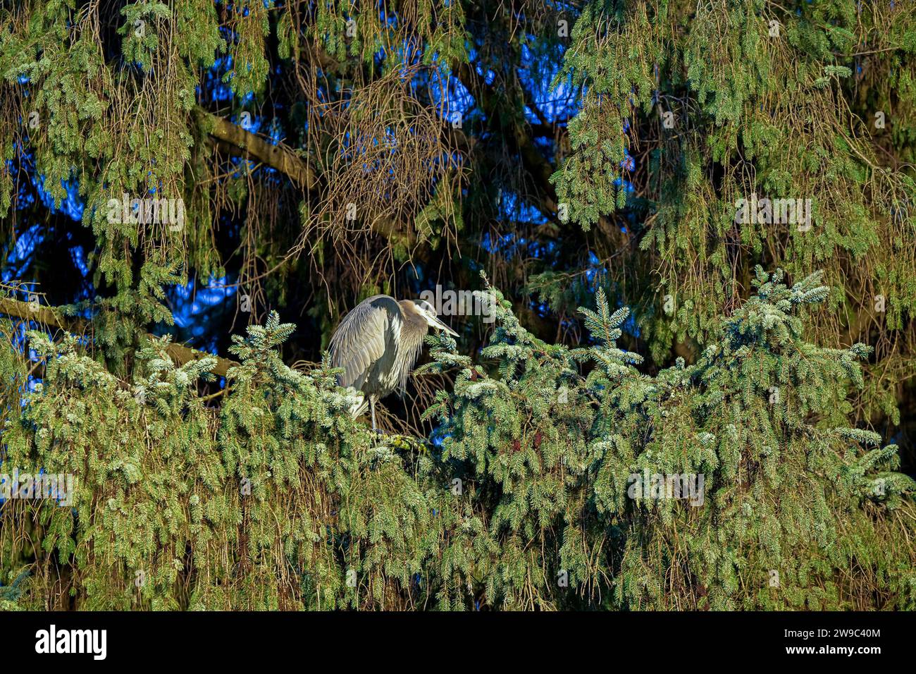 Great Blue Heron roosting in tree, Ambleside Park, West Vancouver, British Columbia, Canada Stock Photo