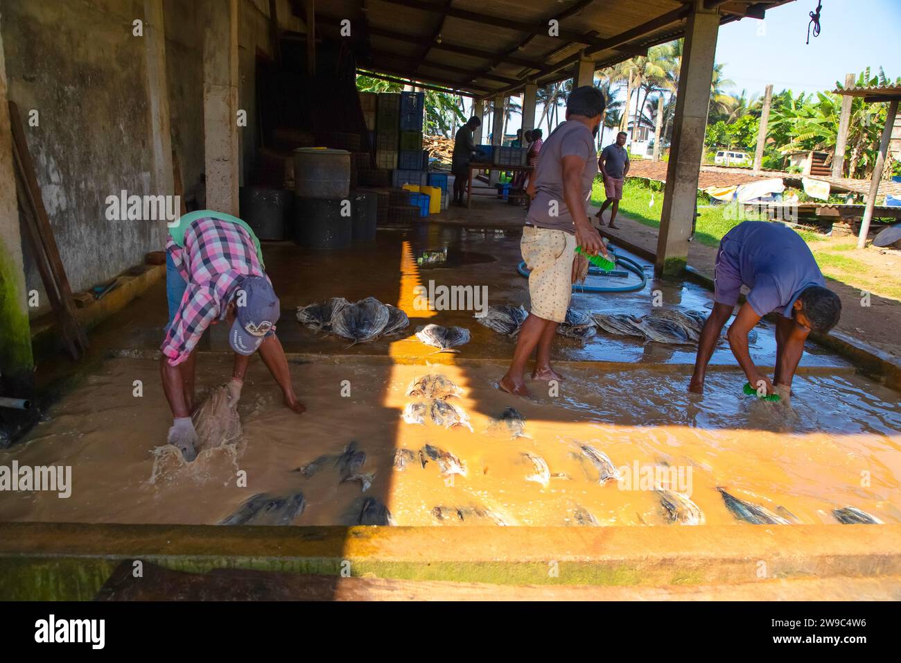 Negombo, Sri Lanka. 09 february 2023.Workers at a small fish factory in