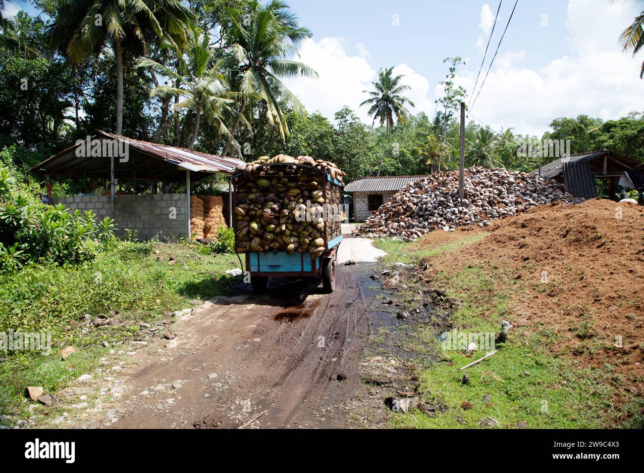 Rural Rope Making Kalutara, Sri Lanka 09 february 2023.coir rope making traditional ...