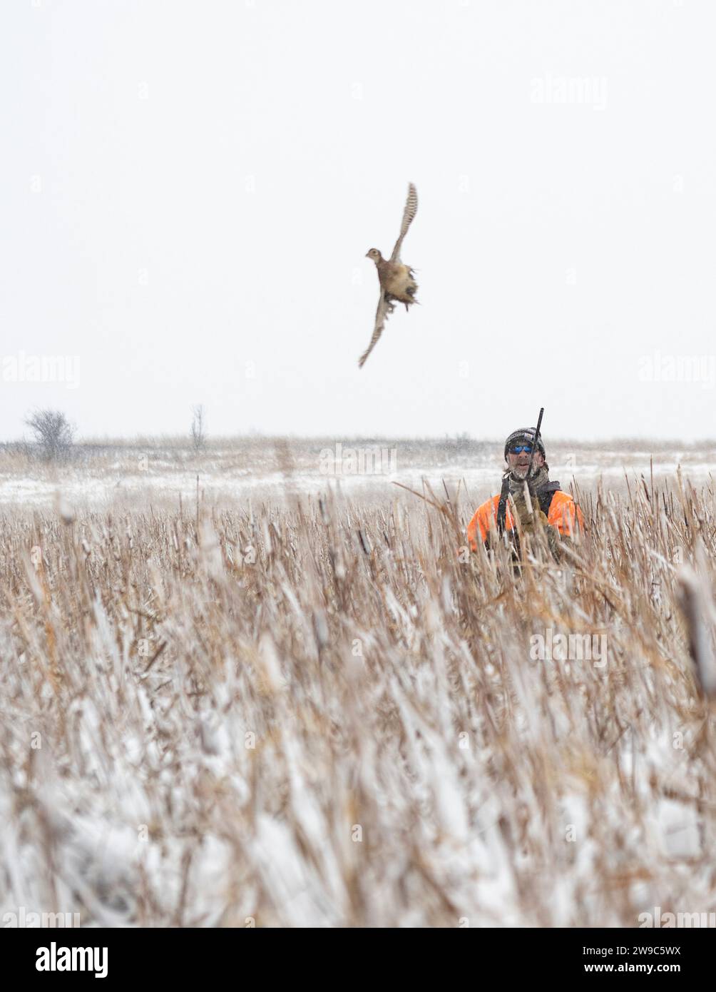 Pheasant Hunting in North Dakota in the snow Stock Photo Alamy
