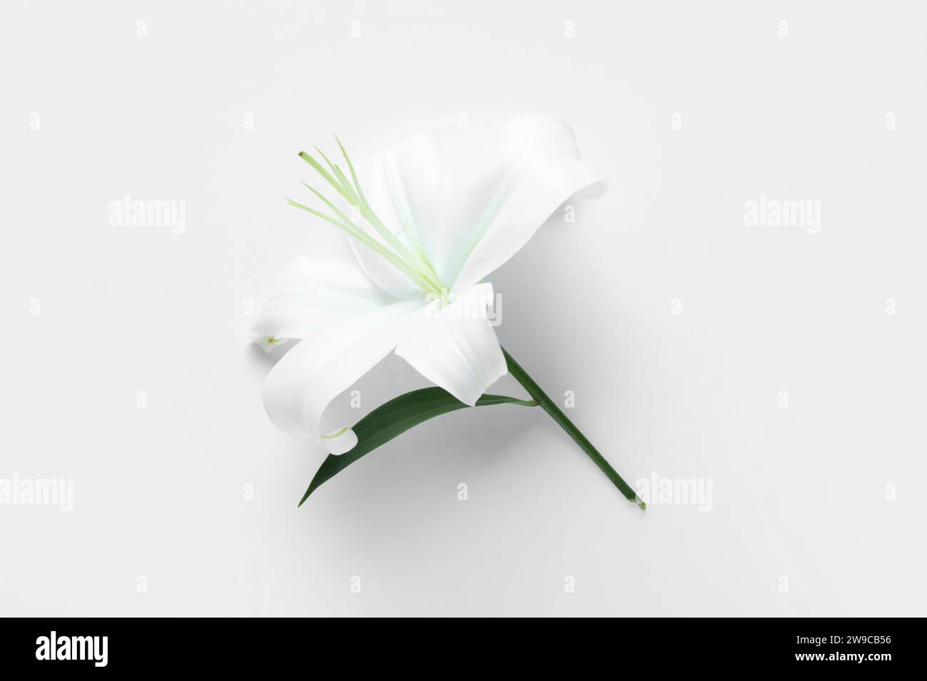 Beautiful lily flower on white background Stock Photo - Alamy