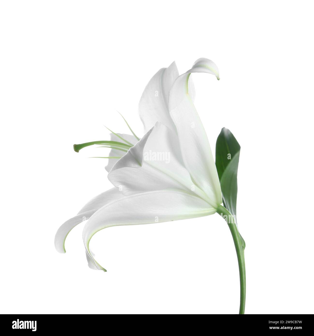 Beautiful lily flower on white background Stock Photo - Alamy