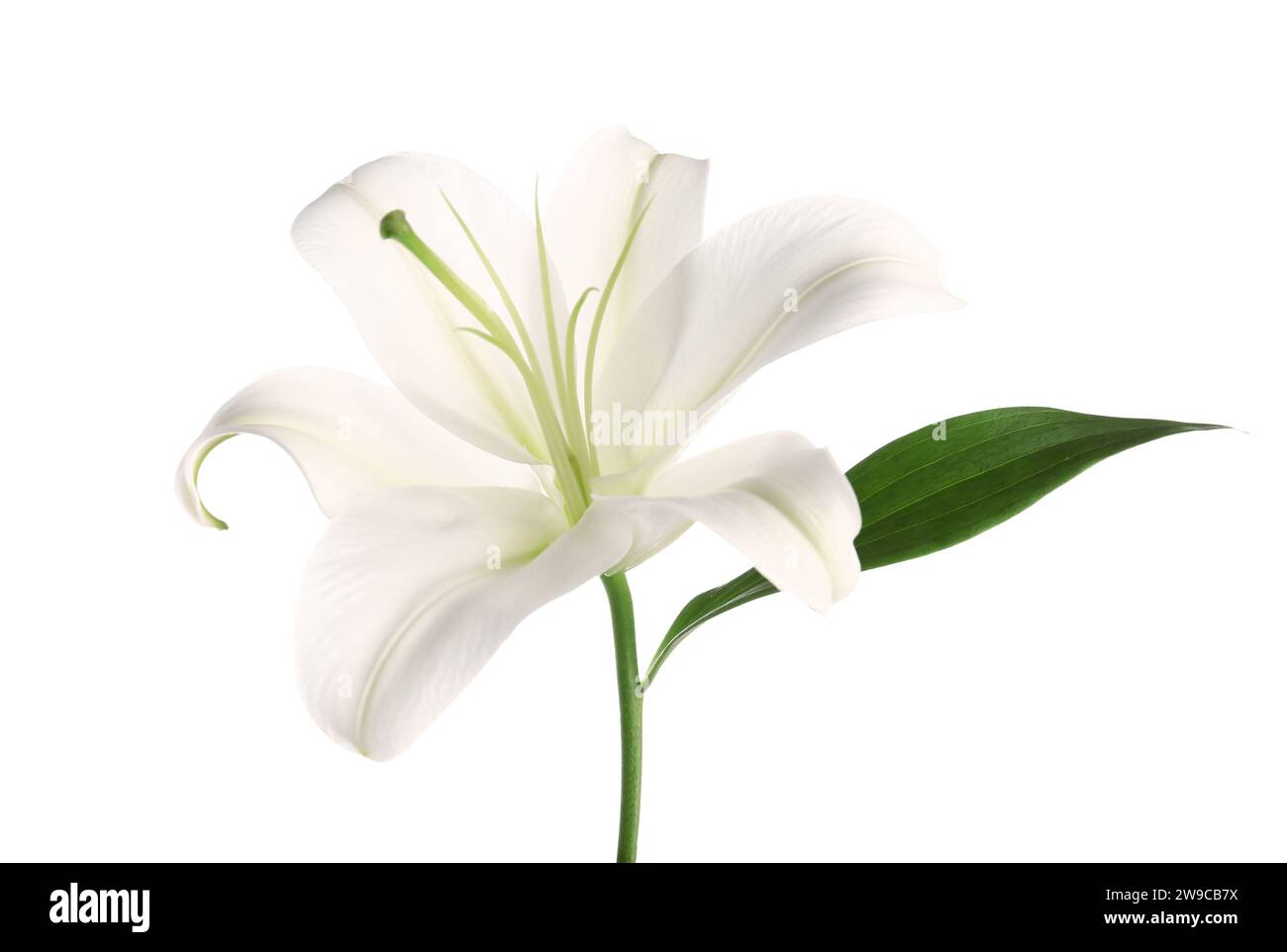 Beautiful lily flower on white background Stock Photo - Alamy