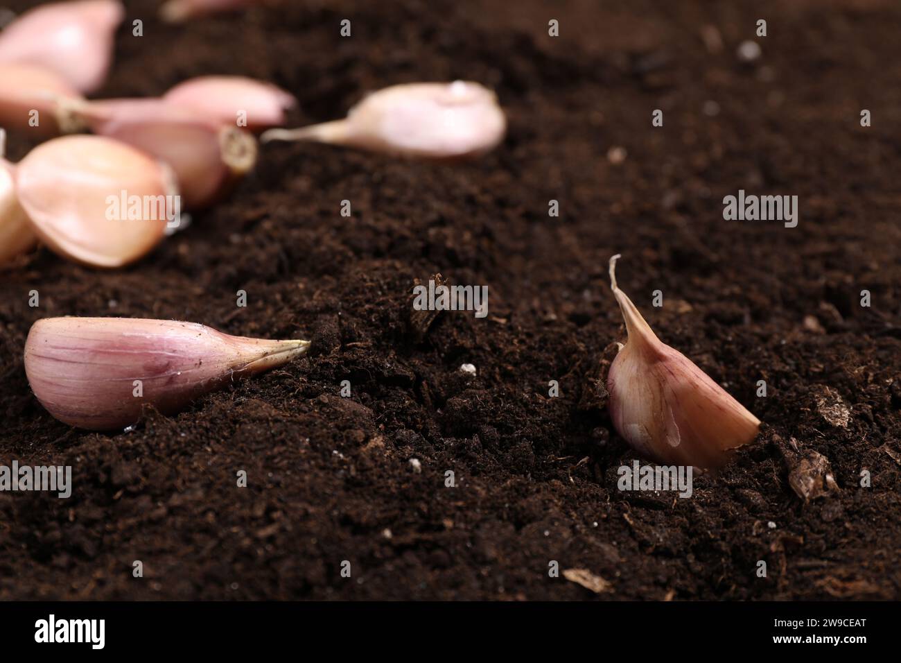 Vegetable Planting Garlic Cloves On Fertile Soil Closeup Stock Photo 