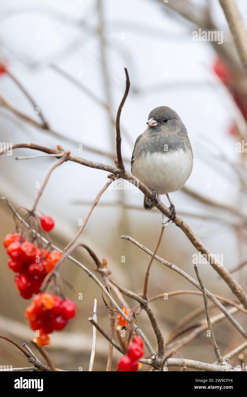 dark-eyed junco (Junco hyemalis) in winter Stock Photo