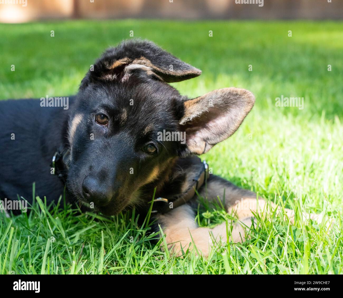 Cute German Shepherd puppy leaning into the camera, making eye contact