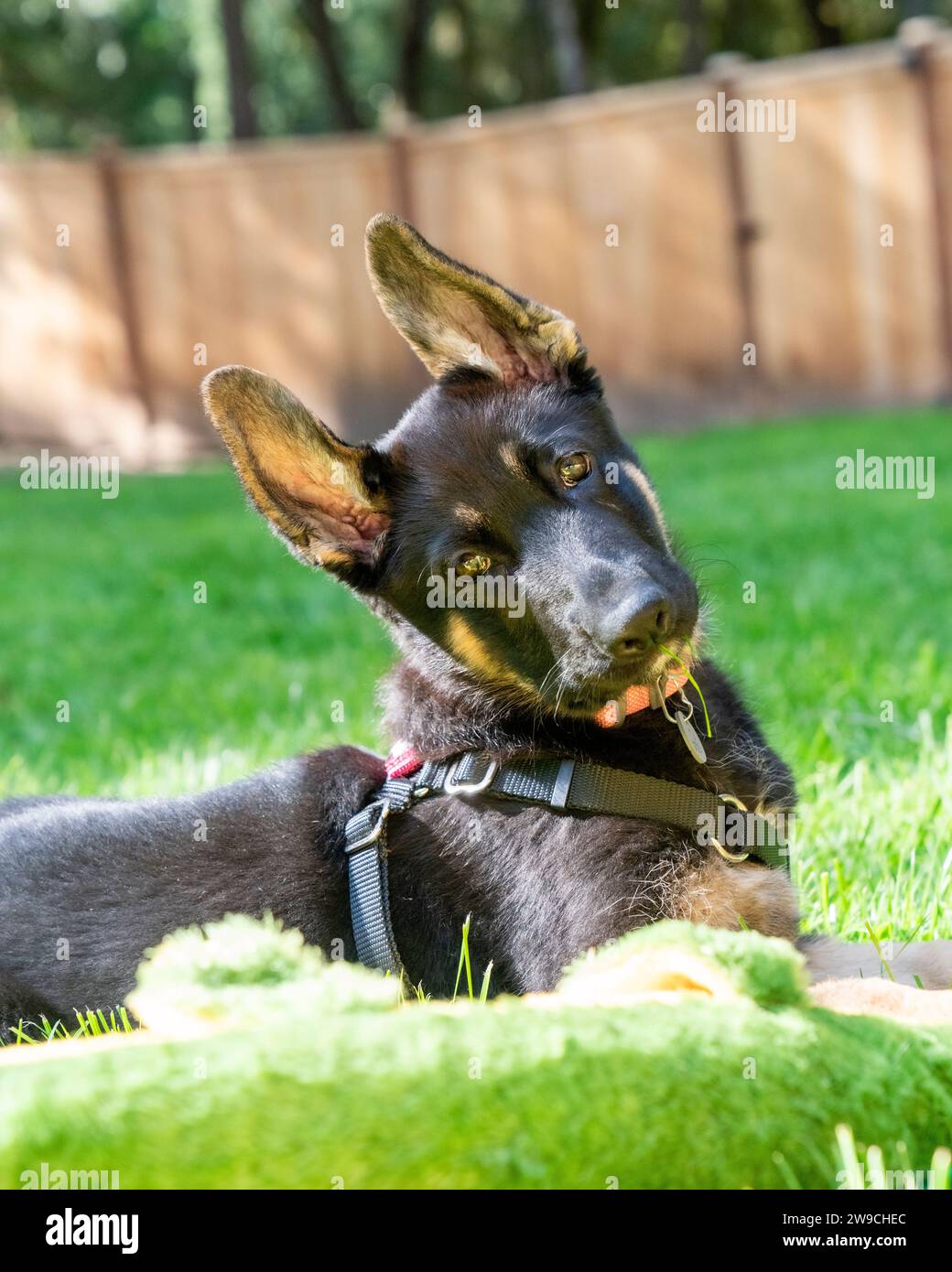 Funny German Shepherd puppy tilting her head so her ears go up.  She's lying in the sunny back yard. Stock Photo