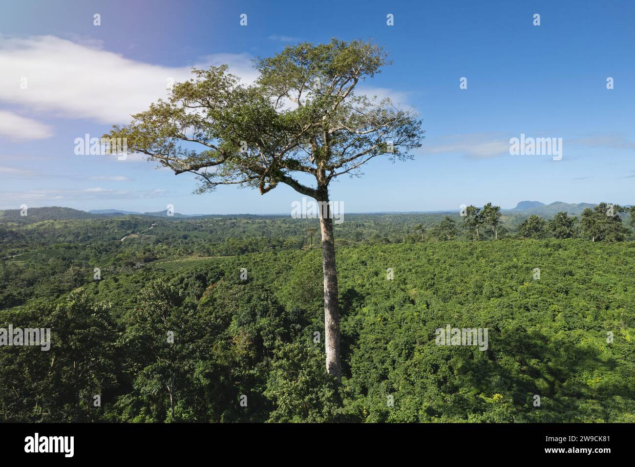 Big tall tropical tree aerial drone view on mountain landscape Stock Photo