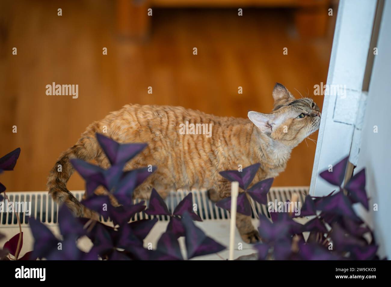 Ginger cat Devon rex marking territory by rubbing corner with snout