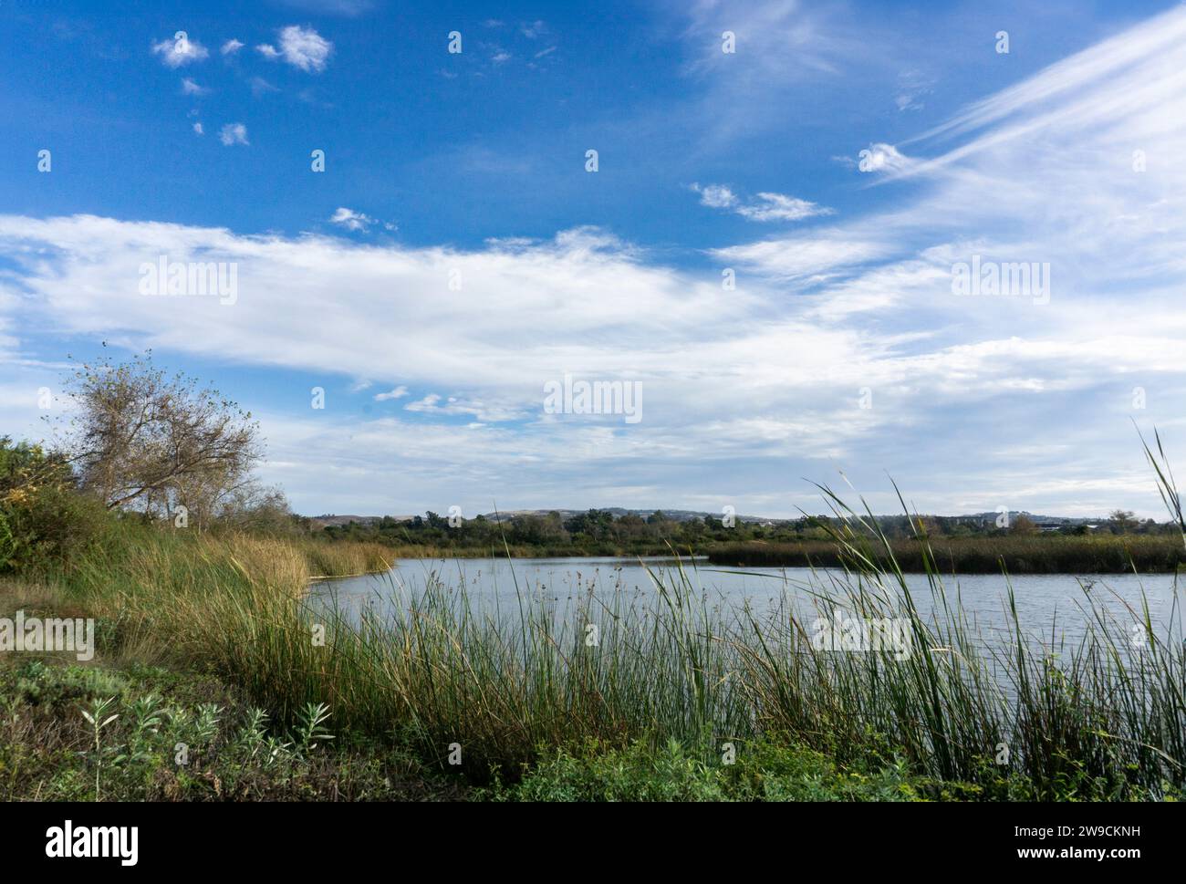 View over a blue pond in the San Joaquin Wildlife Sanctuary in Irvine, California Stock Photo