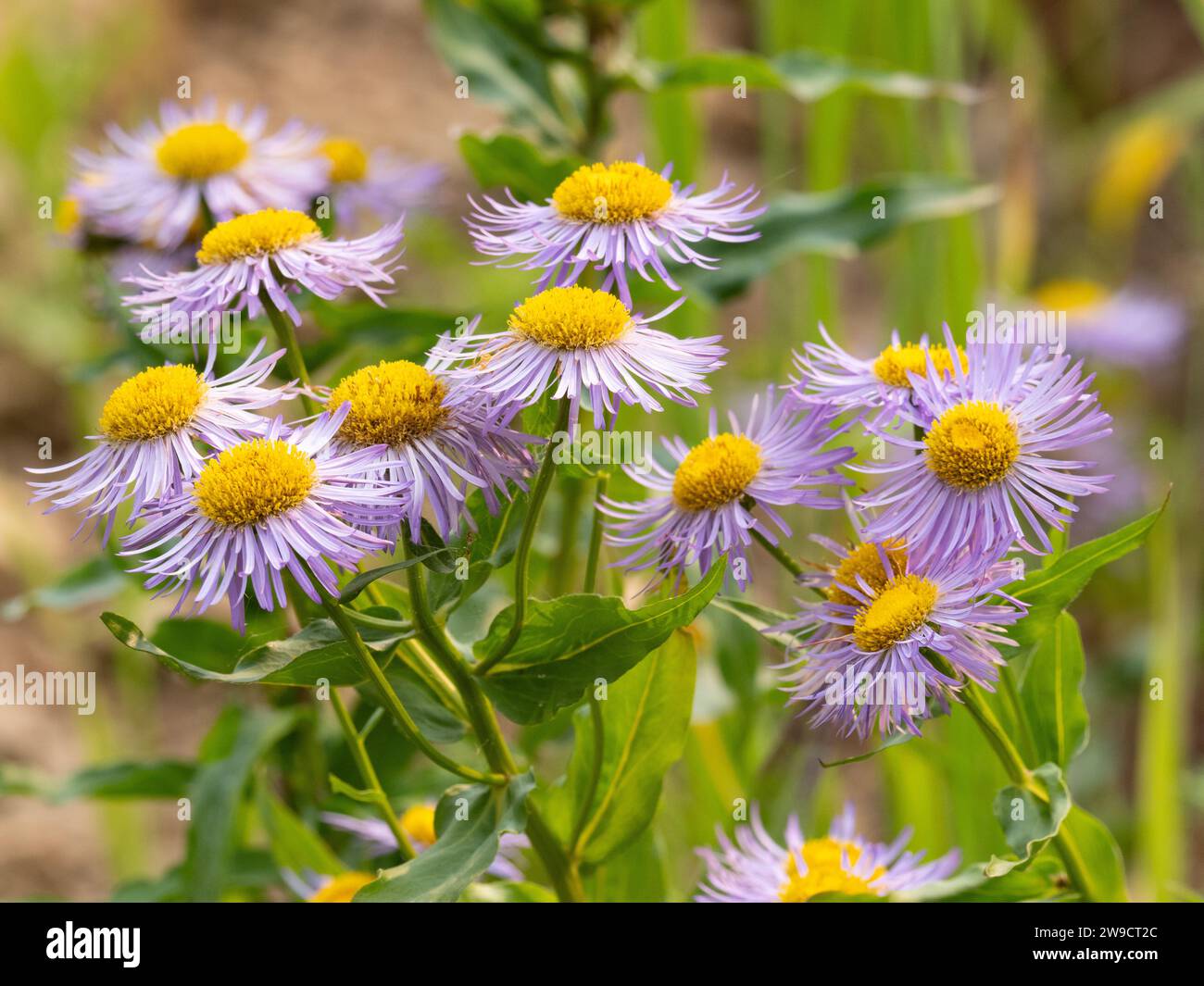 Alpine daisy plant with lavender and gold flowers in full bloom in ...