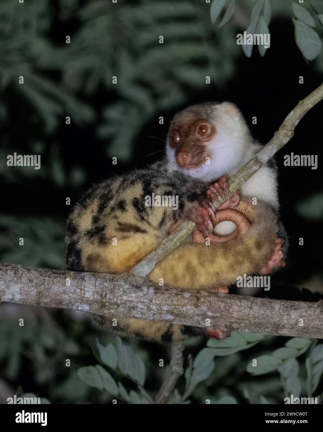 Waigeou cuscus or Waigeou spotted cuscus seen in Waigeo in West Papua,Indonesia Stock Photo