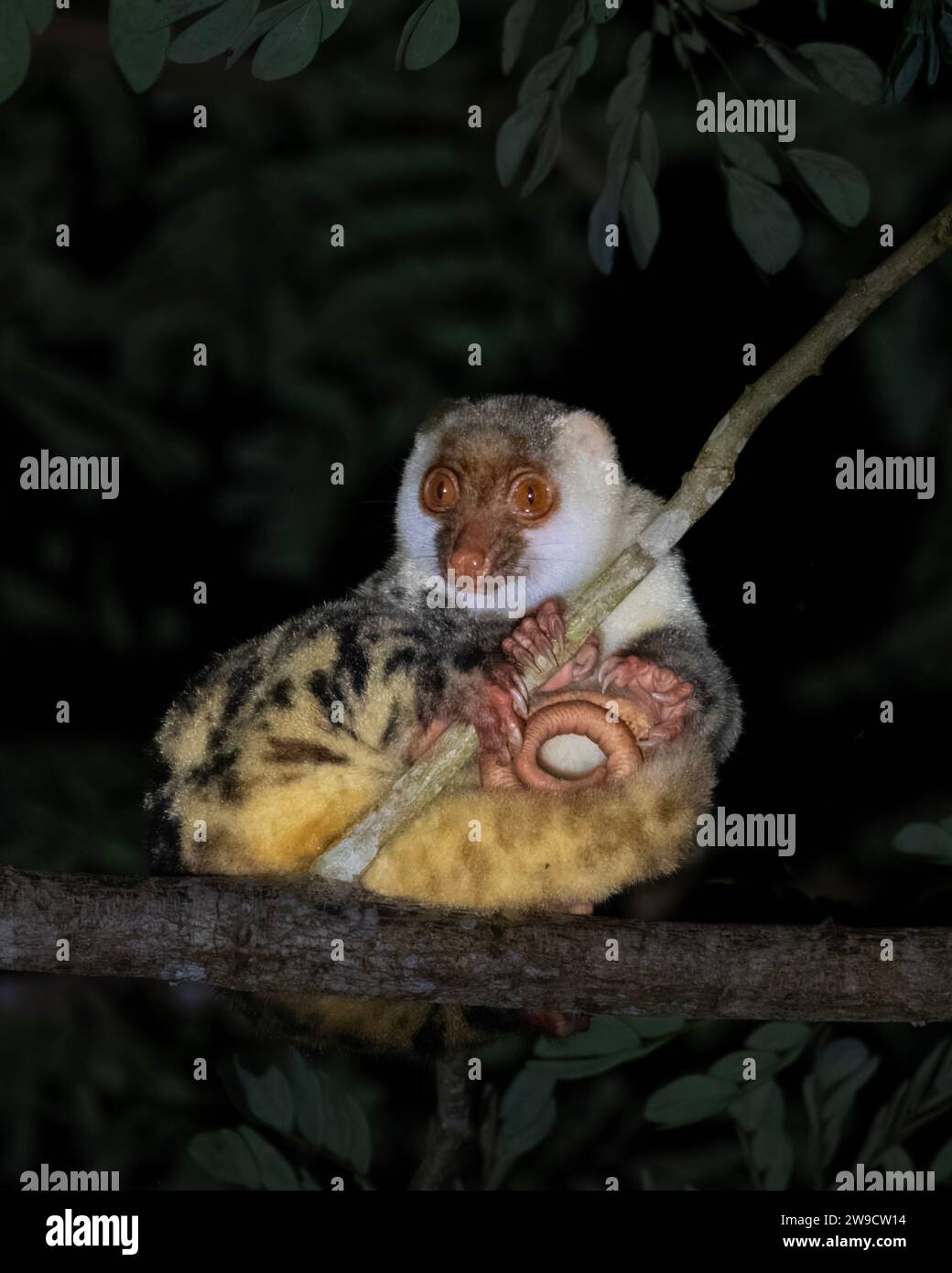 Waigeou cuscus or Waigeou spotted cuscus seen in Waigeo in West Papua,Indonesia Stock Photo