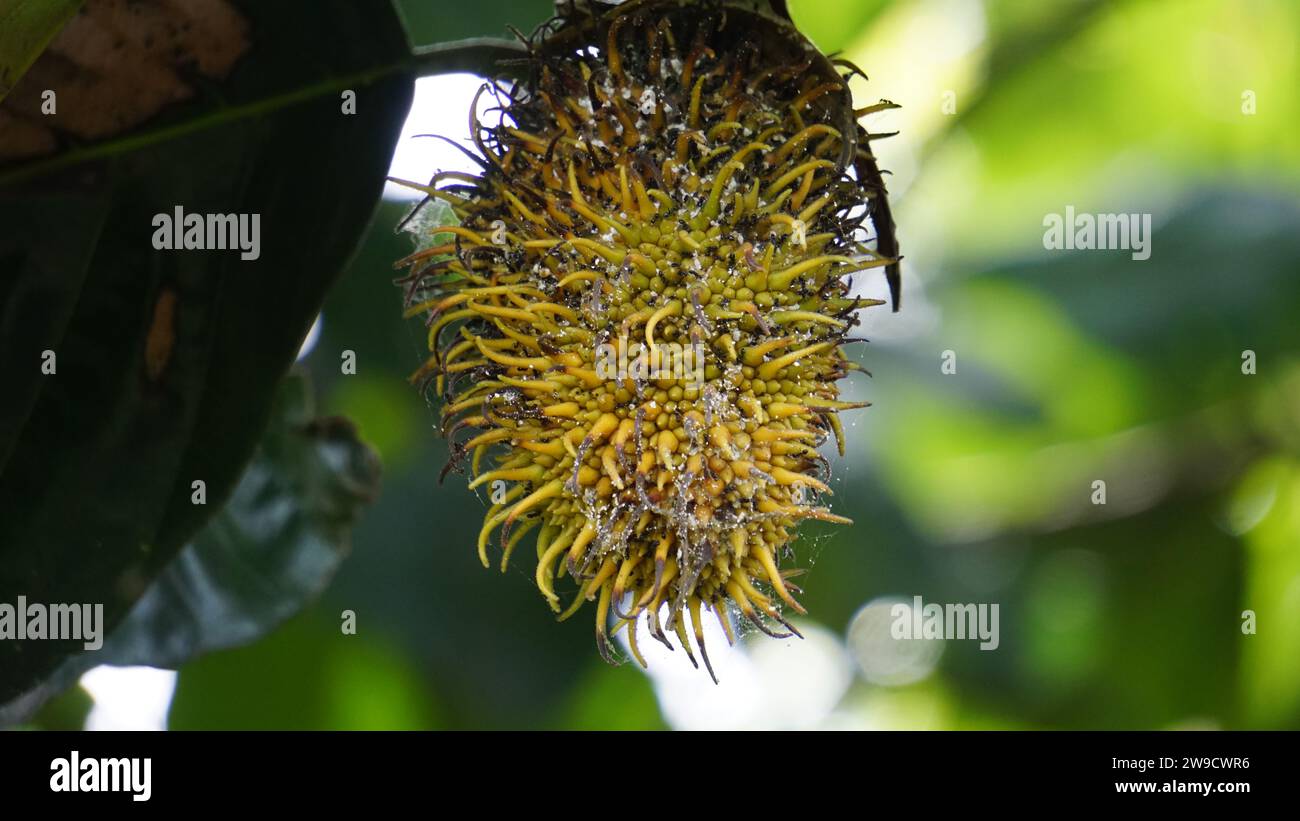 Benda (Bendo, terap, tekalong, Artocarpus elasticus). Javanese people use the sap as medicine. When the fruit ripe, it can be eaten Stock Photo