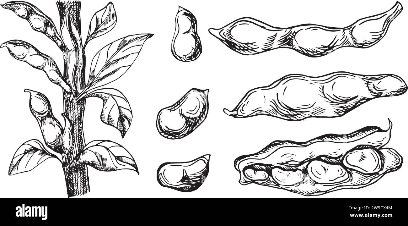 Set with green beans plant vector illustration isolated on white. Red