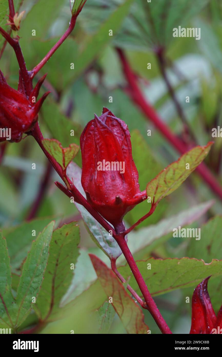 Rosella flower (also called roselle) with a natural background. Use as herbal drink and herbal medicine Stock Photo