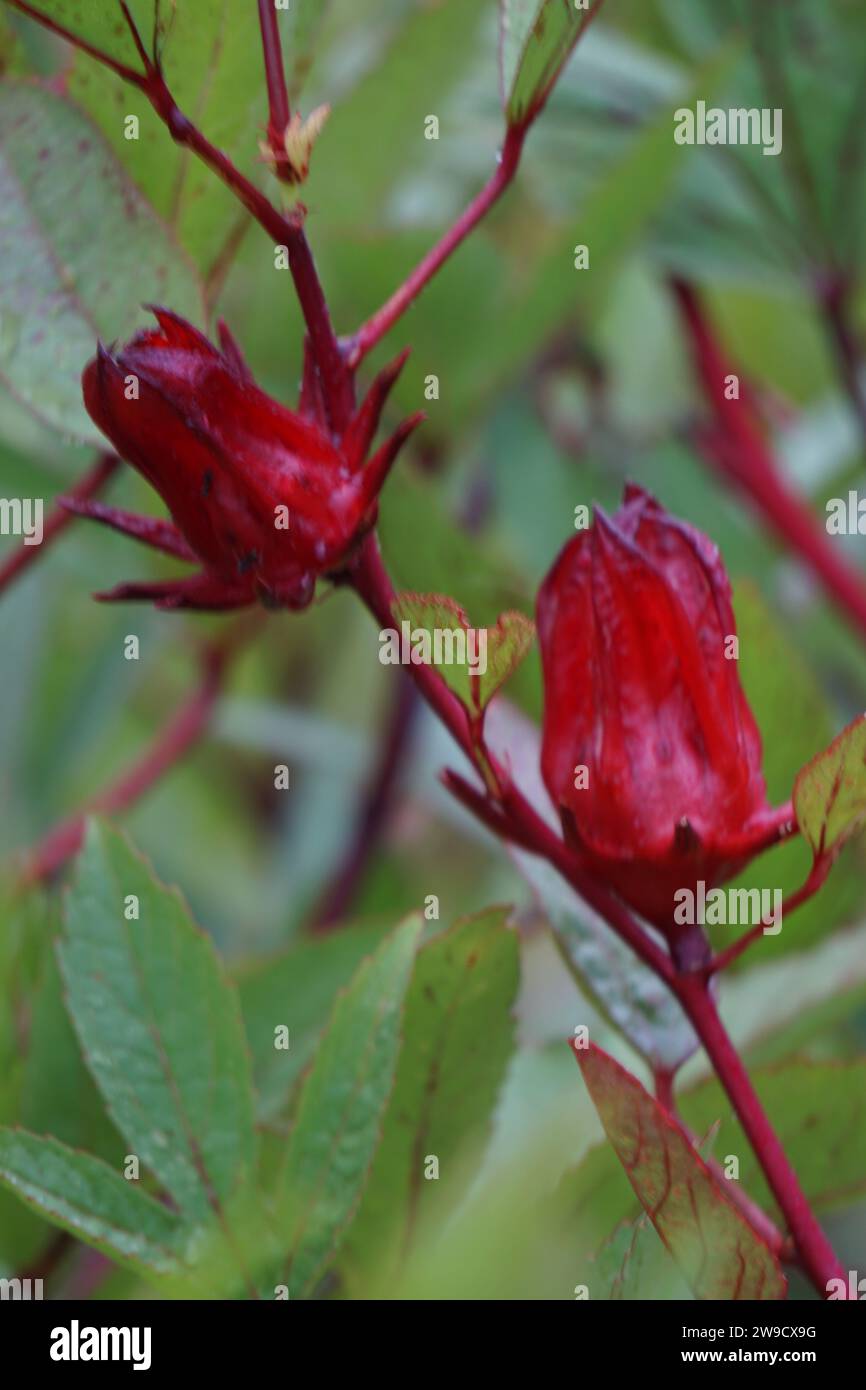 Rosella flower (also called roselle) with a natural background. Use as herbal drink and herbal medicine Stock Photo