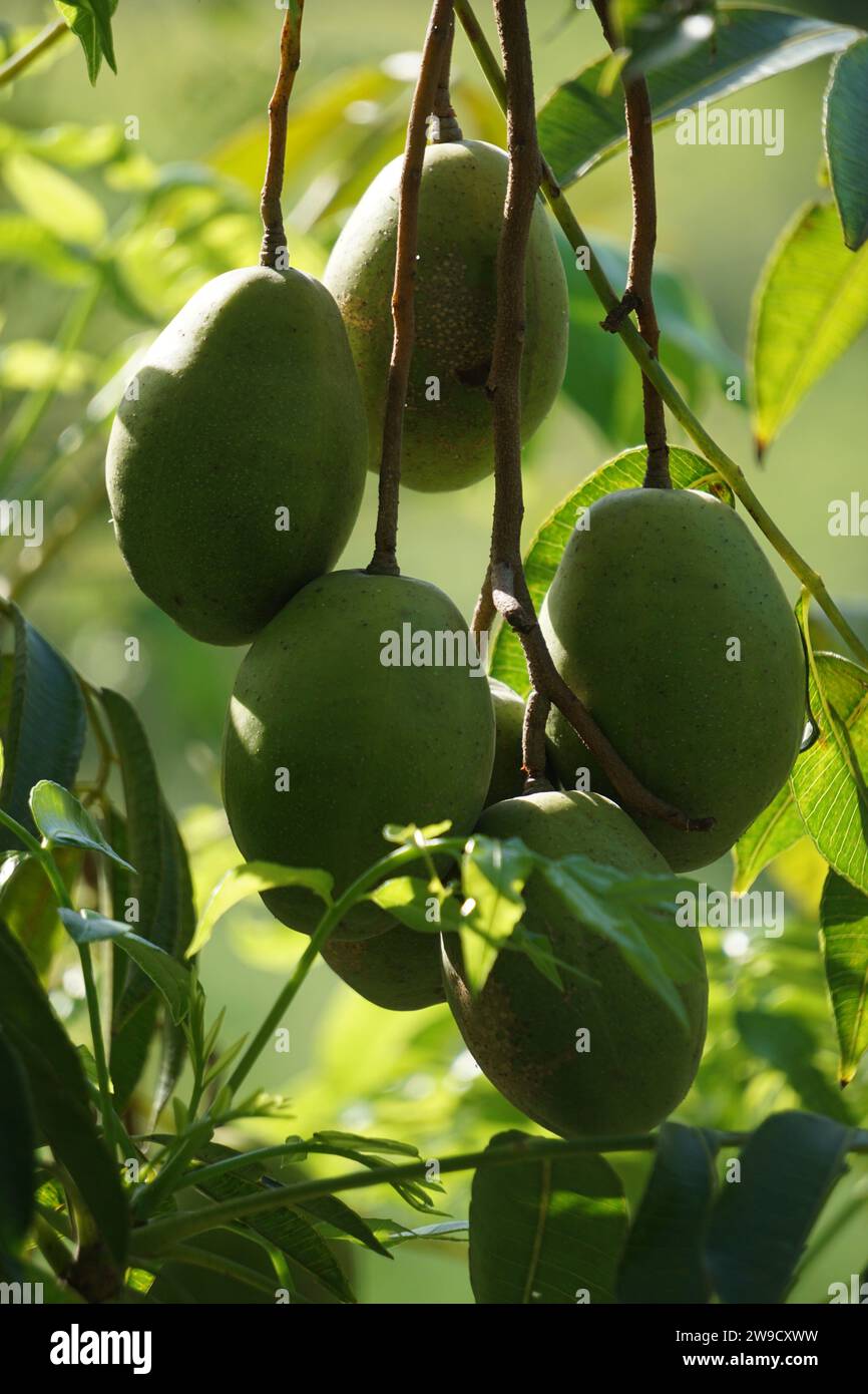 June Plum (Golden Apple) Juice Drink