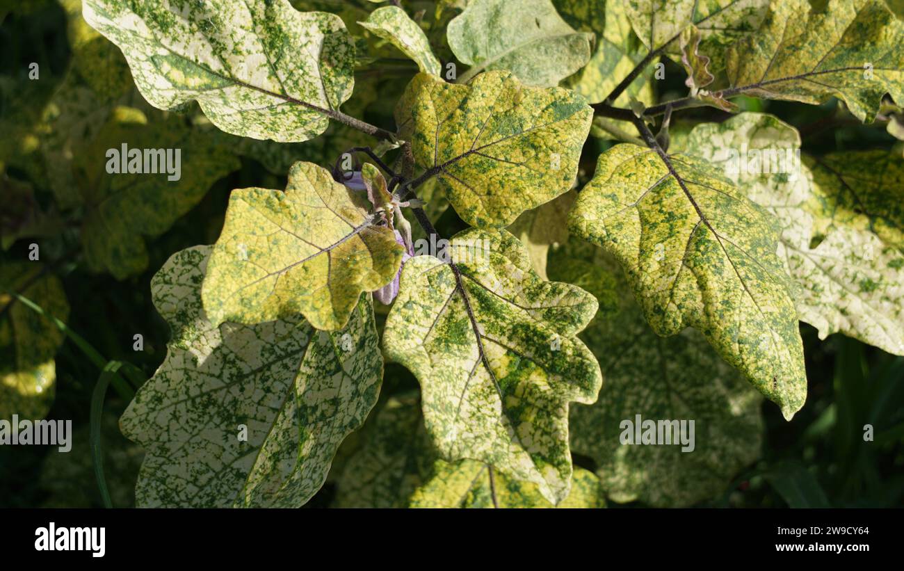 The leaves of Solanum melongena (eggplant, terung, terong, brinjal, aubergine) are affected by