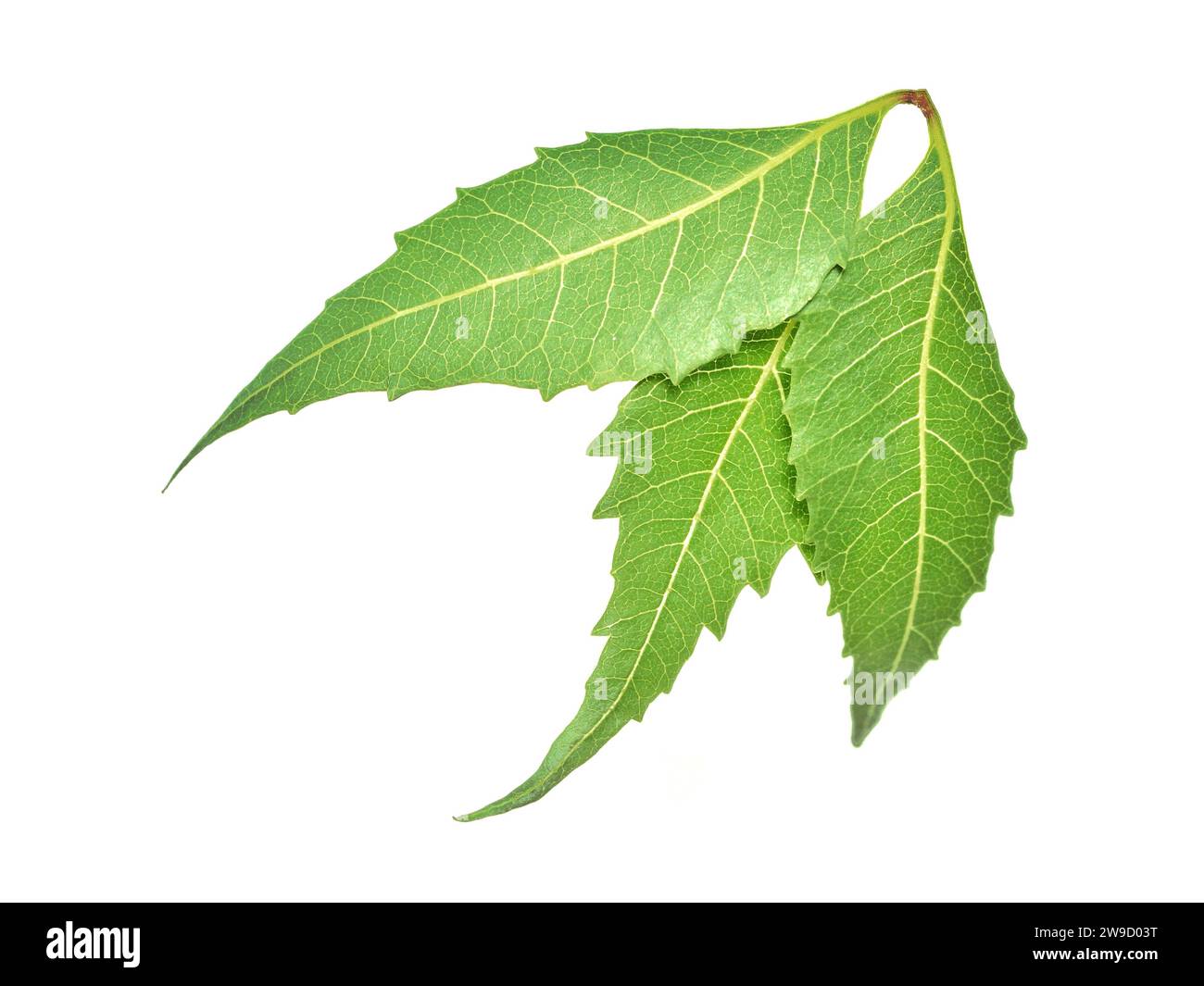 Neem Leaves Closeup Shot, Medicinal Neem leaves over isolated white background, Azadirachta indicia. Stock Photo