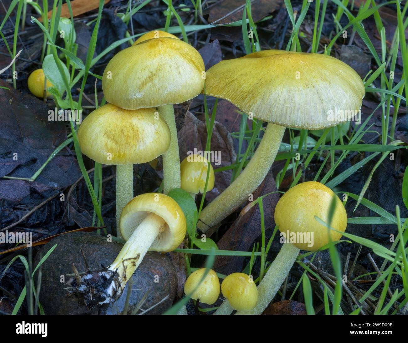 Bolbitius titubans commonly known as the sunny side up. Santa Clara County, California, USA. Stock Photo