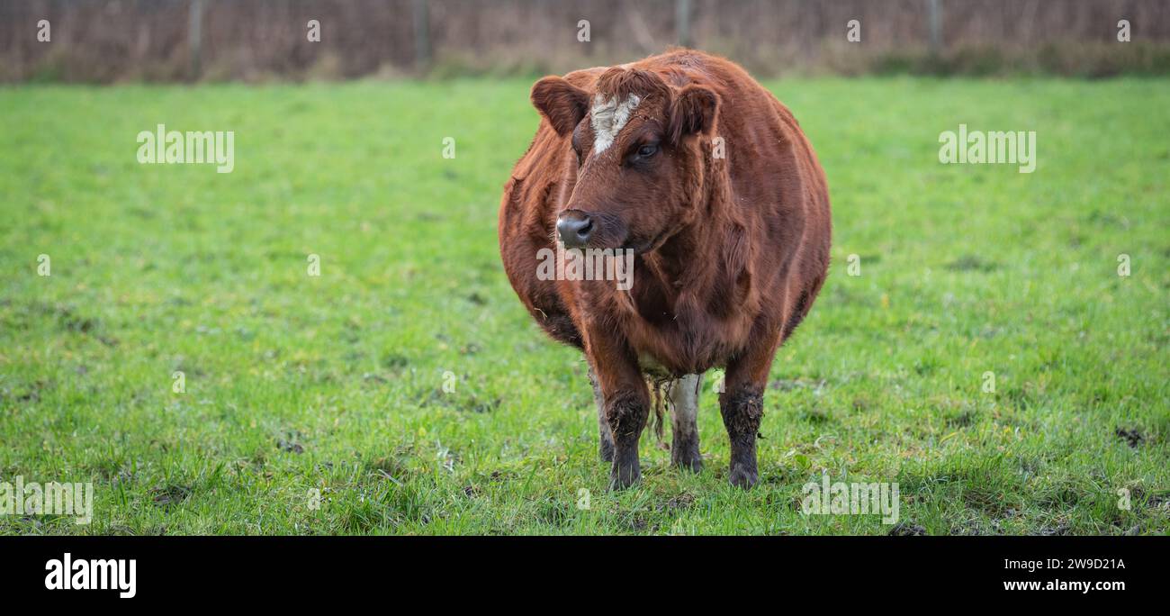 Brown pregnant cow standing in the meadow. Front view. Stock Photo