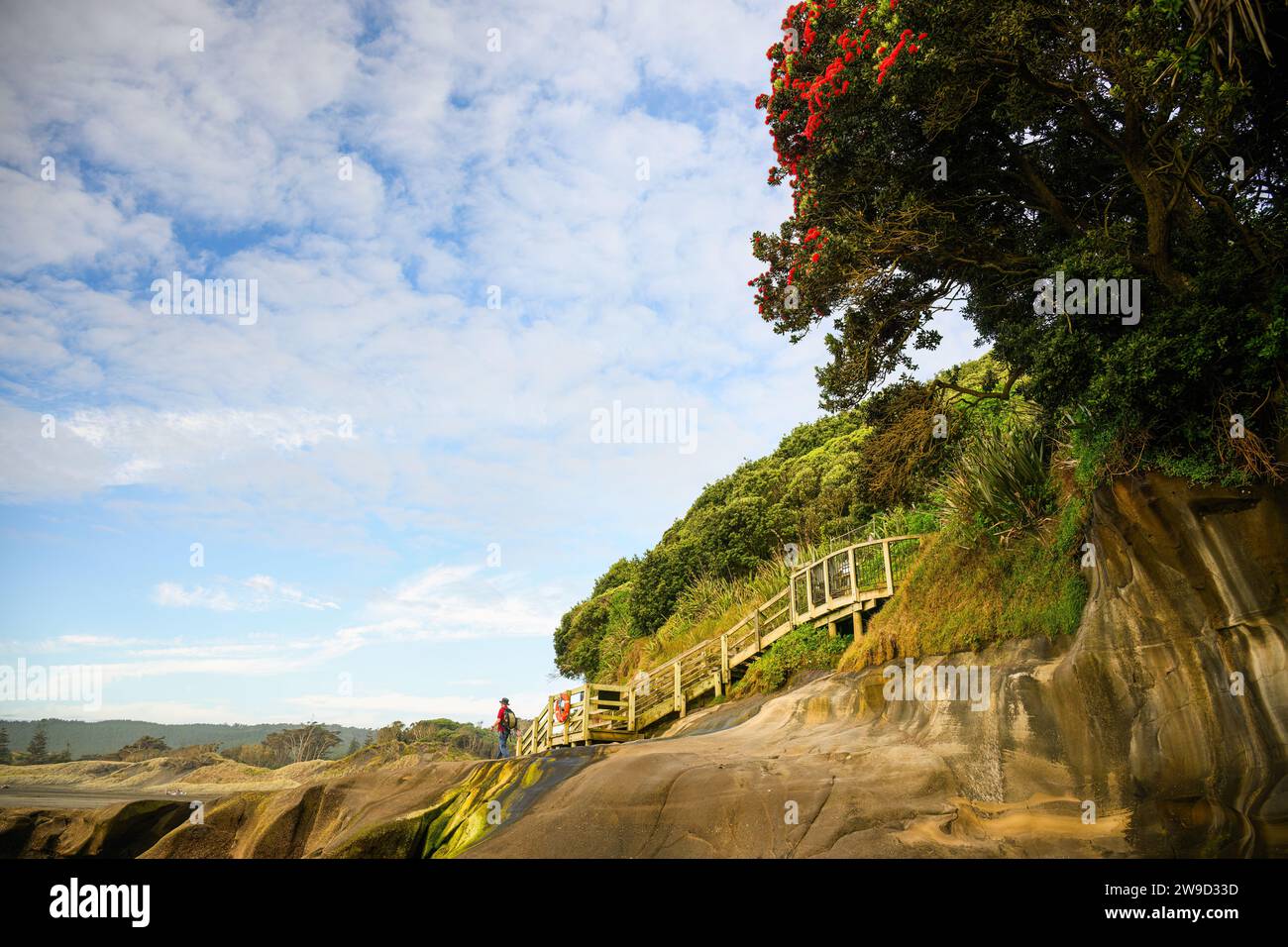 Pohutukawa trees in bloom at Muriwai Beach. People walking on the rocks. Auckland. Stock Photo