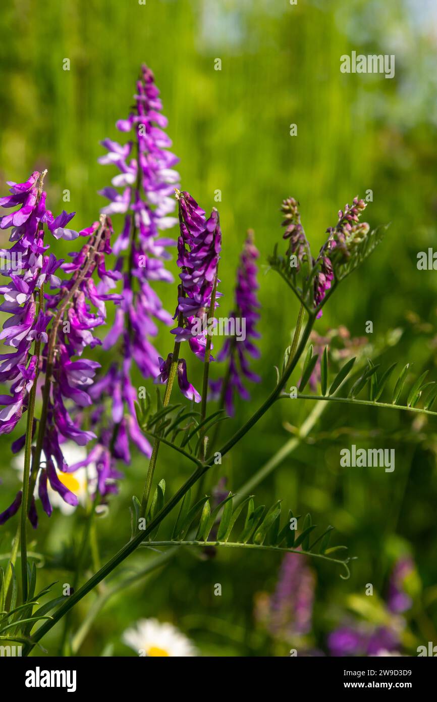 Woolly honey grass hi-res stock photography and images - Alamy