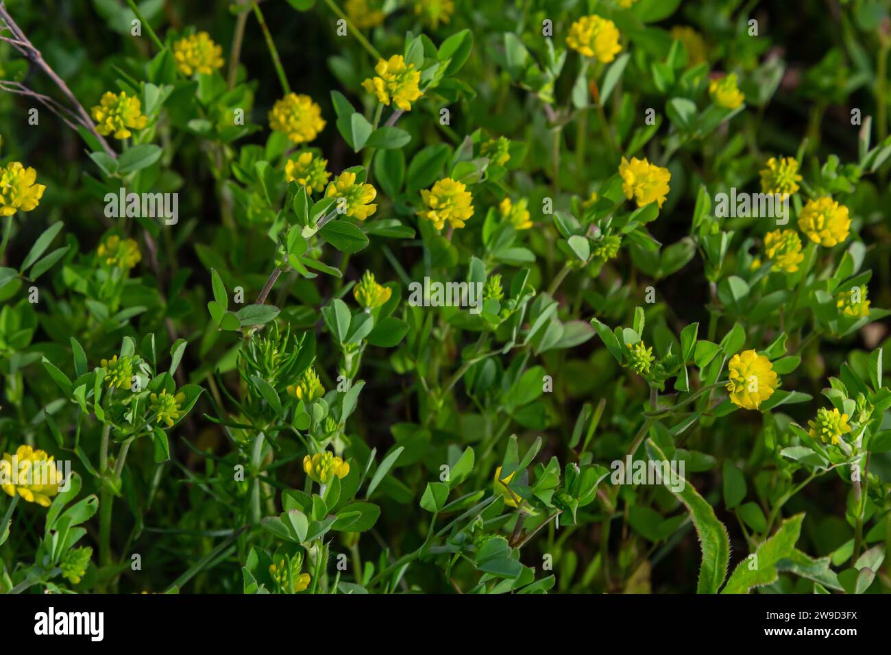 Trifolium campestre or hop trefoil flower, close up. Yellow or golden clover with green leaves. Wild or field clover is herbaceous, annual and floweri Stock Photo