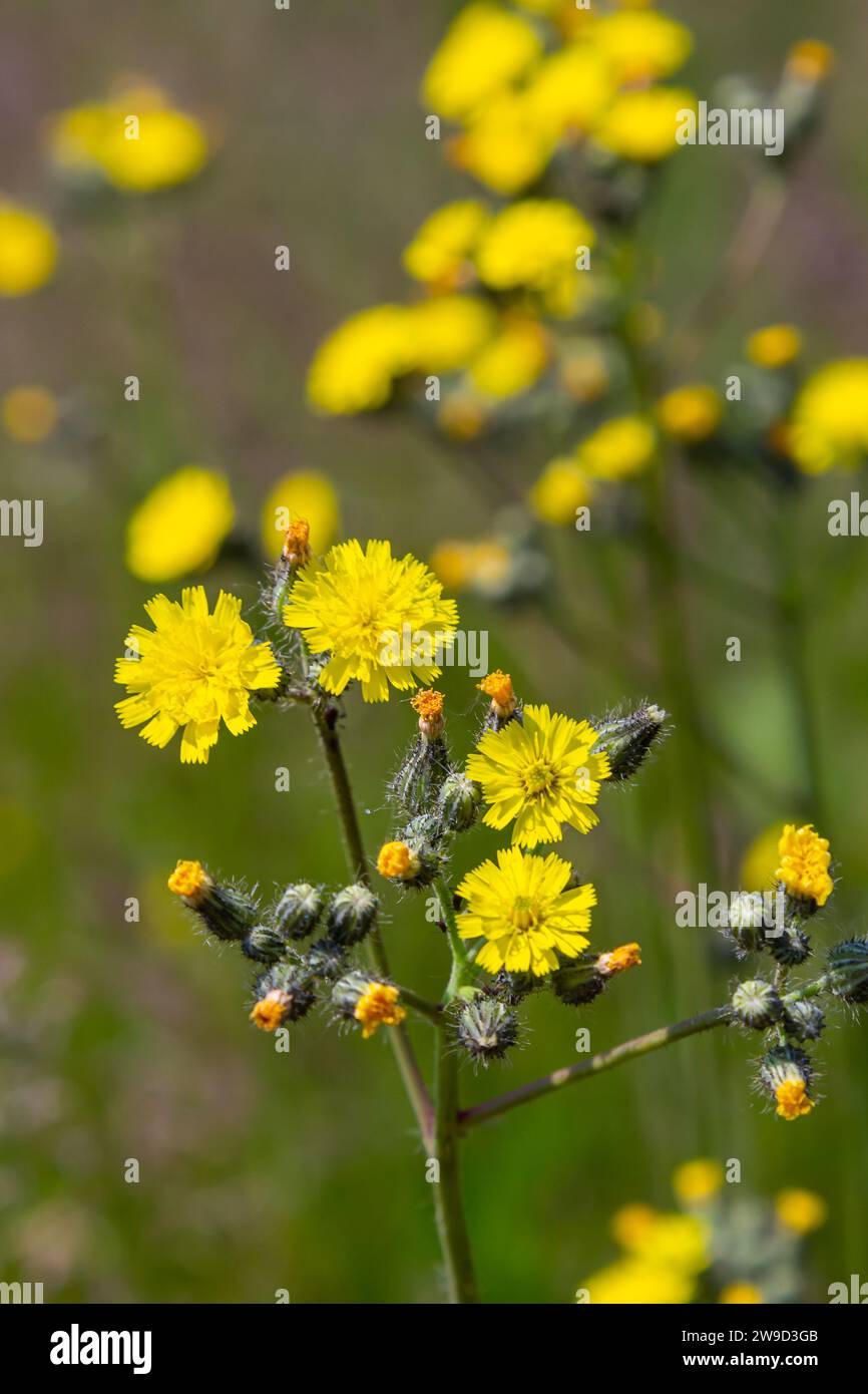 Bright yellow Pilosella caespitosa or Meadow Hawkweed flower, close up. Hieracium pratense Tausch or Yellow King Devil is tall, flowering, wild plant, Stock Photo