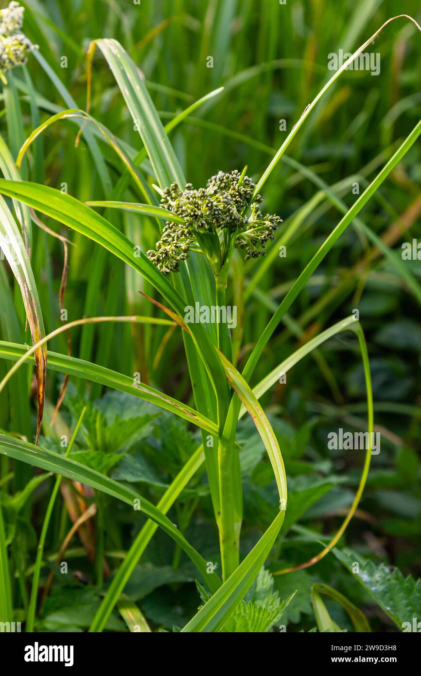 Scirpus sylvaticus is a species of flowering plant in the Cyperaceae family. Stock Photo