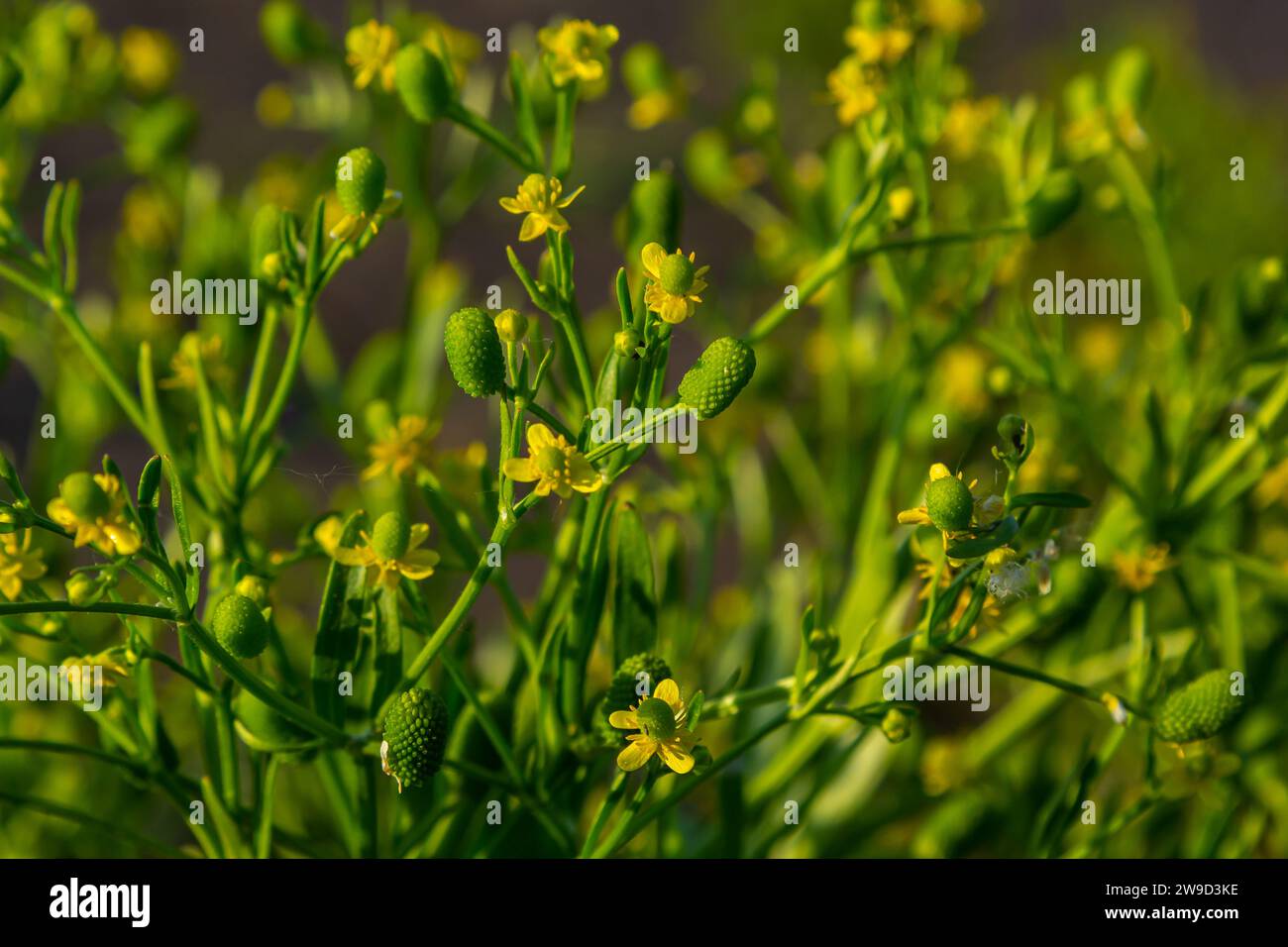 Ranunculus sceleratus, Celery-leaved buttercup, Ranunculaceae. Wild plant photographed in the spring. Stock Photo