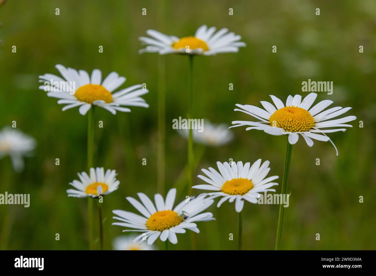 Wild daisy flowers growing on meadow, white chamomiles. Oxeye daisy