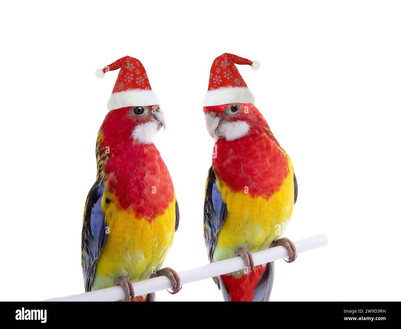 two parrot Rosella parrots in Santa Claus hat isolated on white background Stock Photo