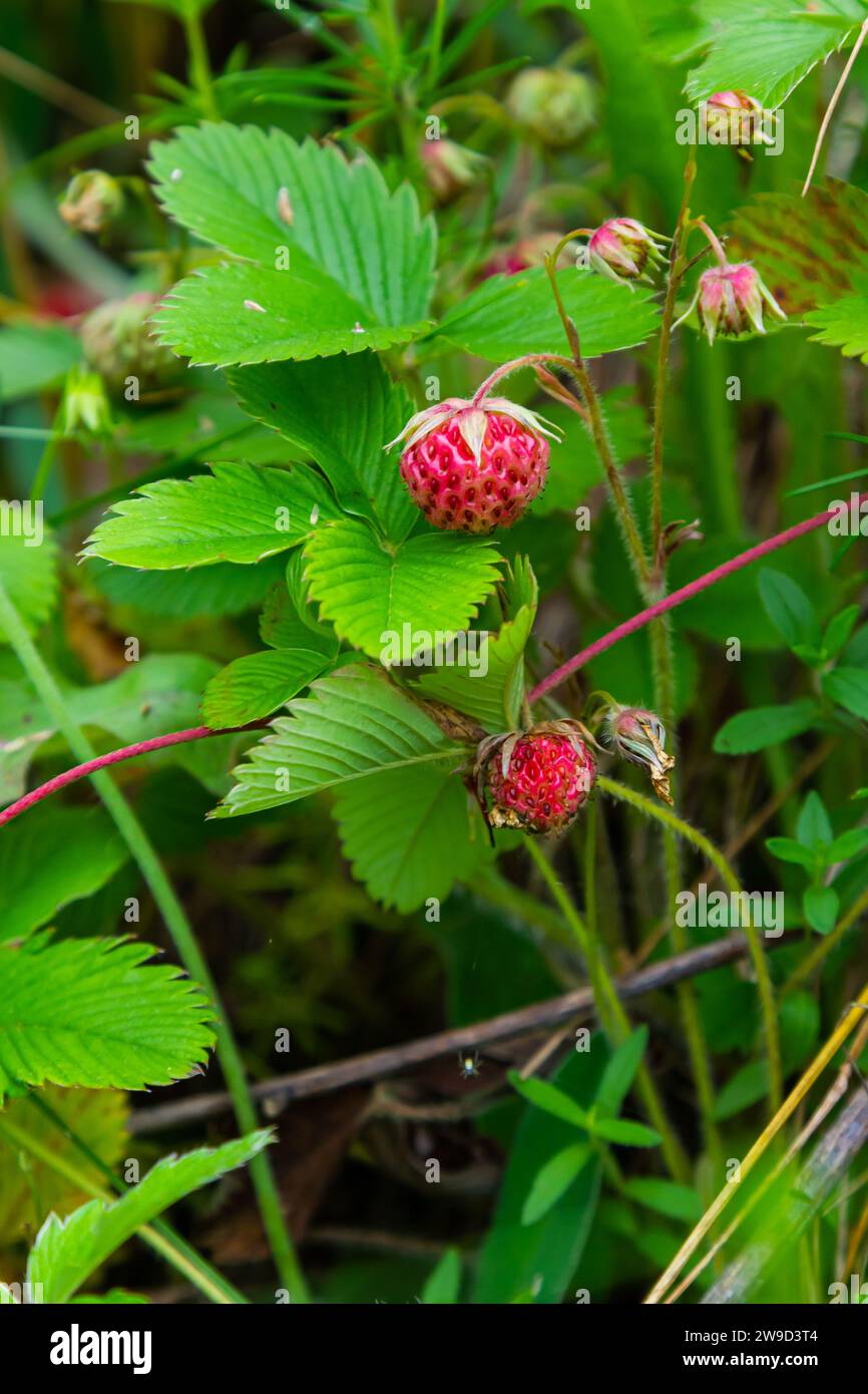 Sweet ripe berries of creamy strawberry, Fragaria viridis in golden evening light in Estonian nature. Stock Photo