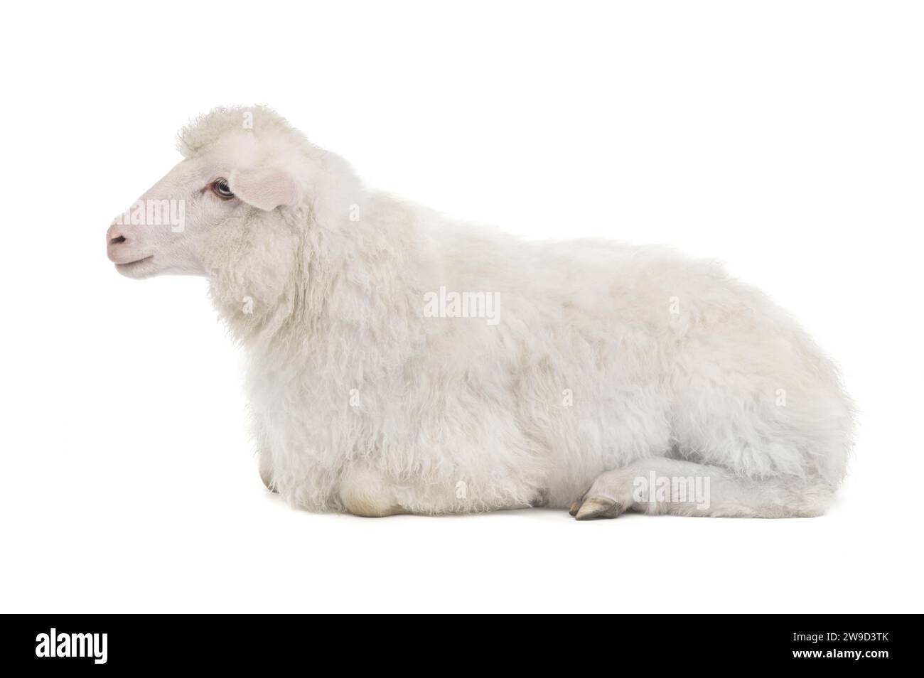 sheep isolated on white background Stock Photo - Alamy