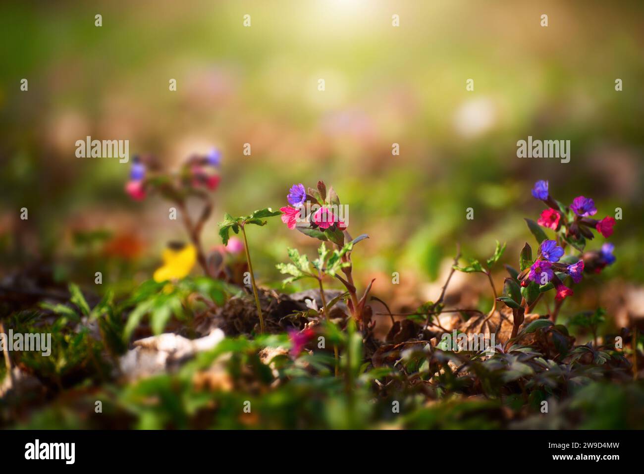 Blooming Pulmonaria spring flowers closeup view Stock Photo