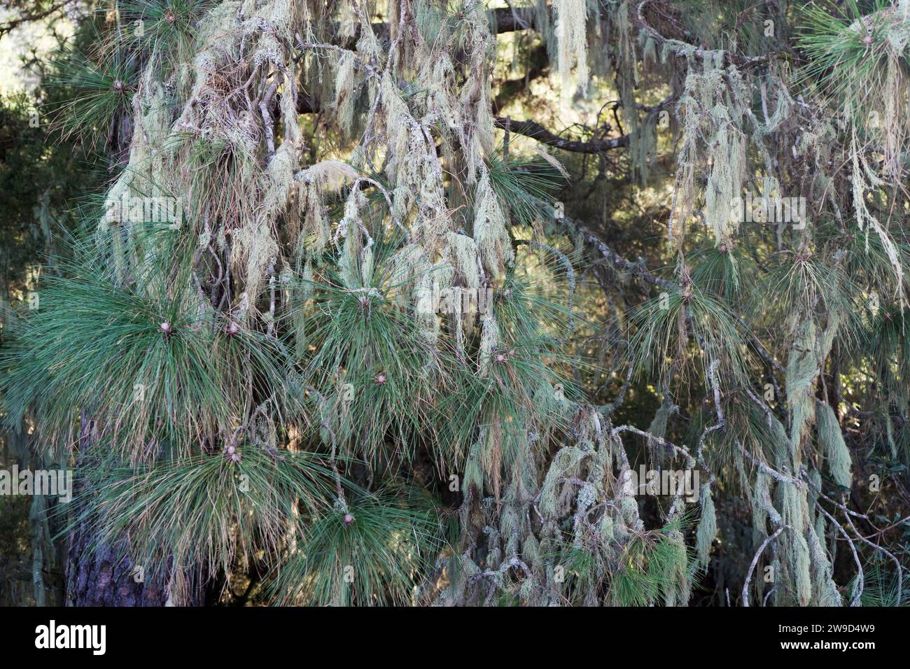 Detailed shot of a pine tree in Tenerife covered in lichens Stock Photo