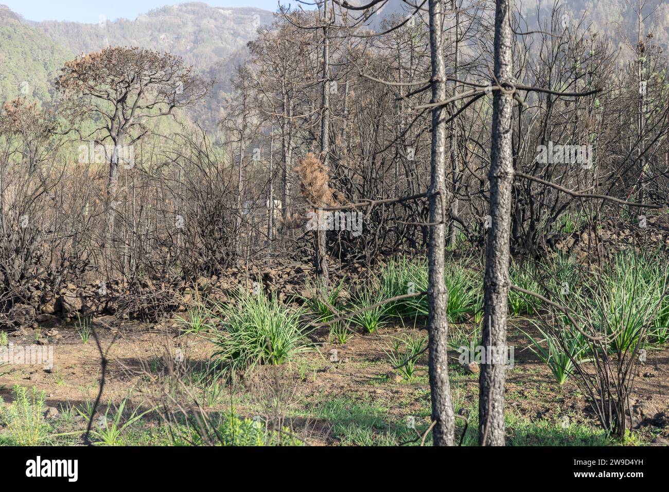 Charred trees with new growth on the Canary Island of Tenerife after ...